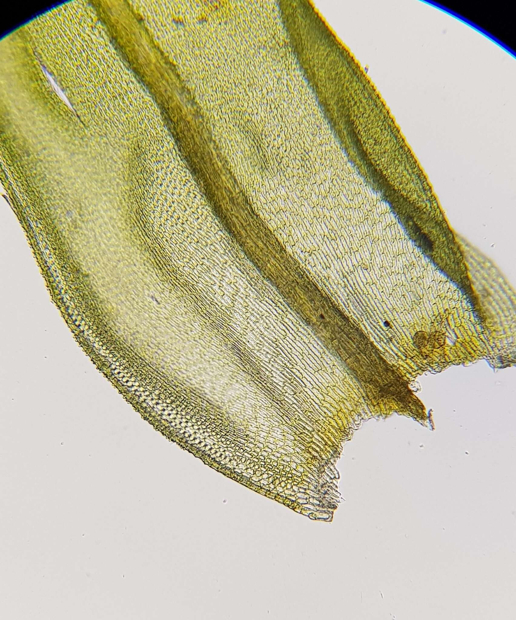 Image of <i>Lewinskya striata</i>