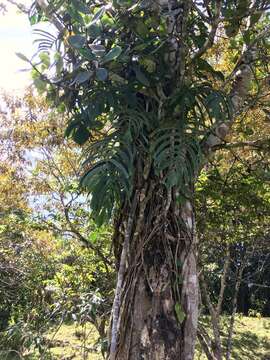 Image of Monstera tenuis K. Koch