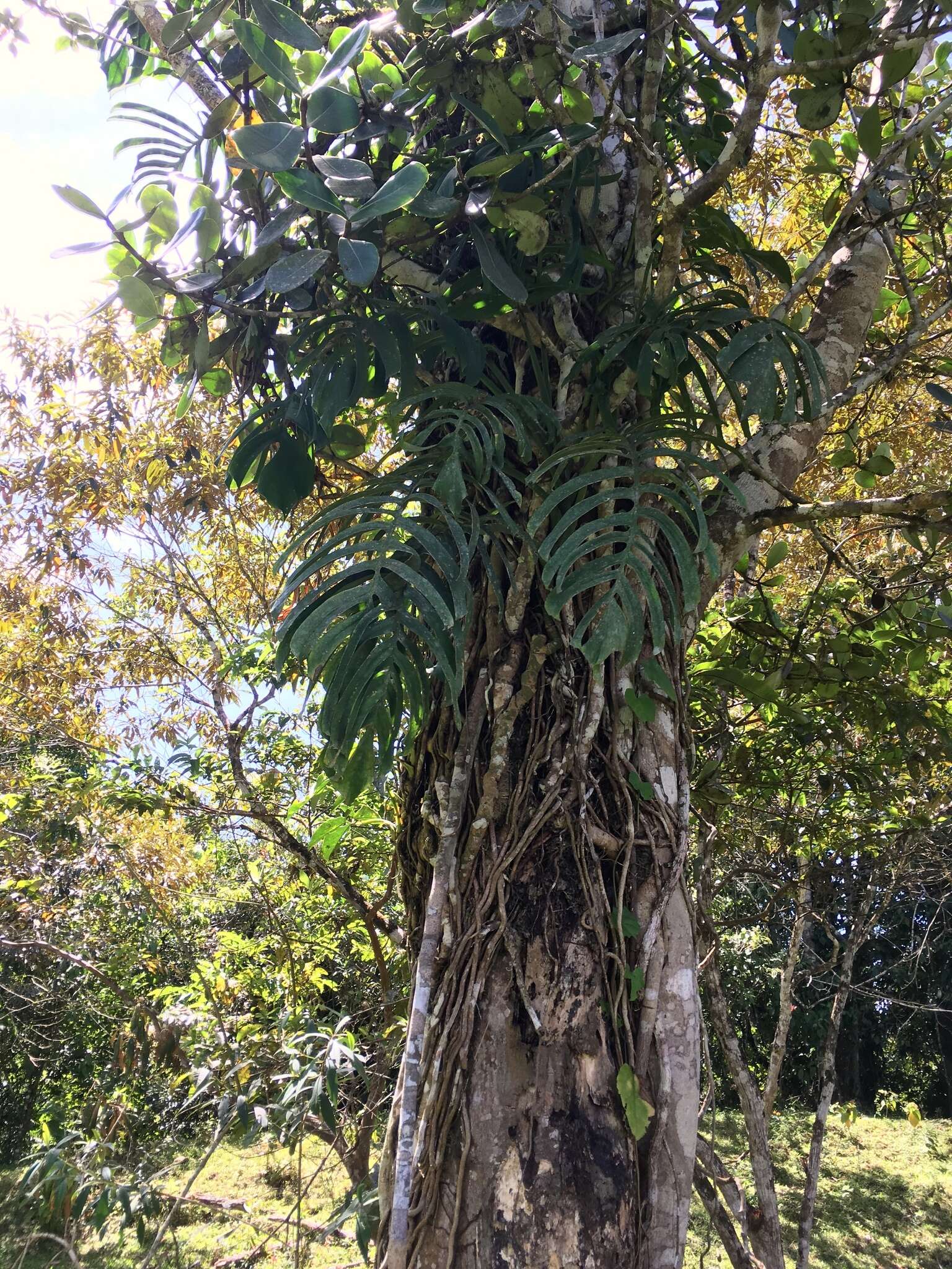 Image of Monstera tenuis K. Koch