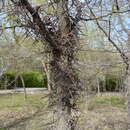 Image of Gleditsia caspia Desf.