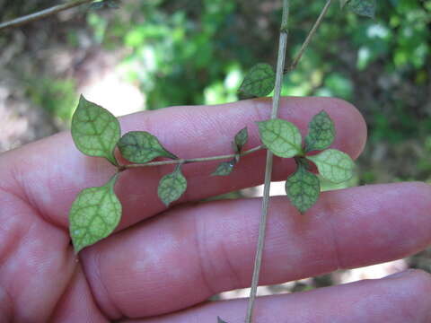 Image of Coprosma areolata Cheeseman