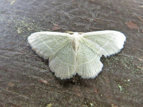 Image of White-Fringed Emerald