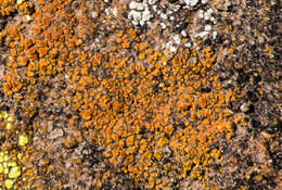 Image of orange lichen