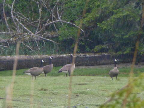 Image of Branta canadensis fulva Delacour 1951