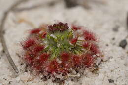 Image de Drosera trichocaulis