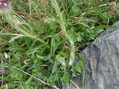 Image of alpine fleabane