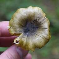 Plancia ëd Tricholoma viridilutescens M. M. Moser 1978