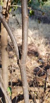 Image of African paddle-pod