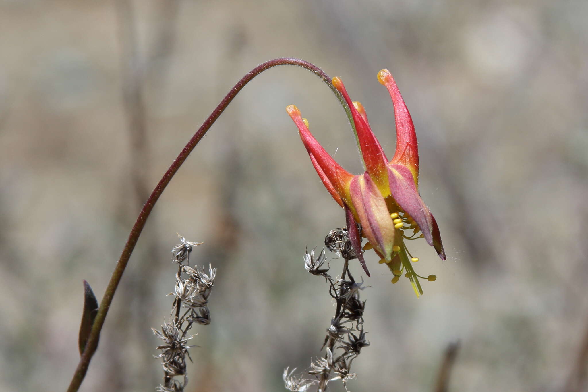 Aquilegia eximia Van Houtte ex Planch.的圖片