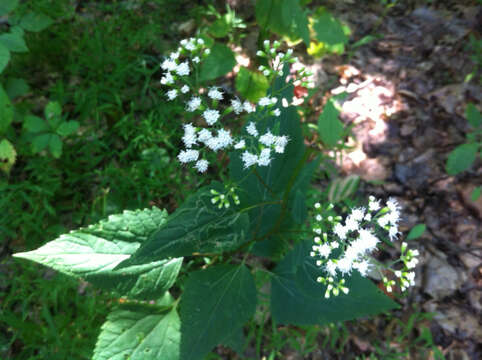 Image of white snakeroot