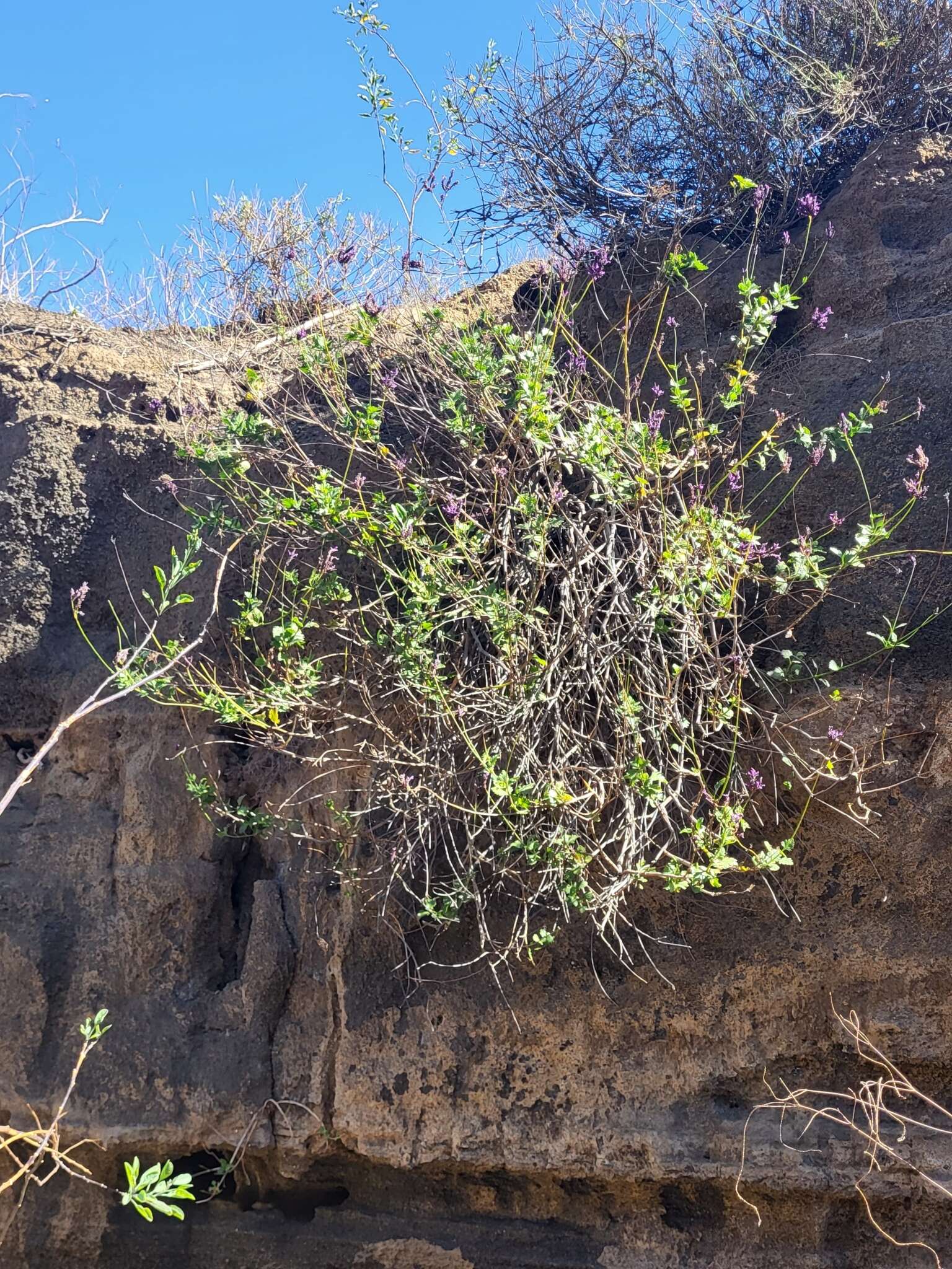 Image of Lavandula rotundifolia Benth.