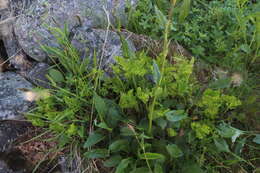 Image of parsley fern