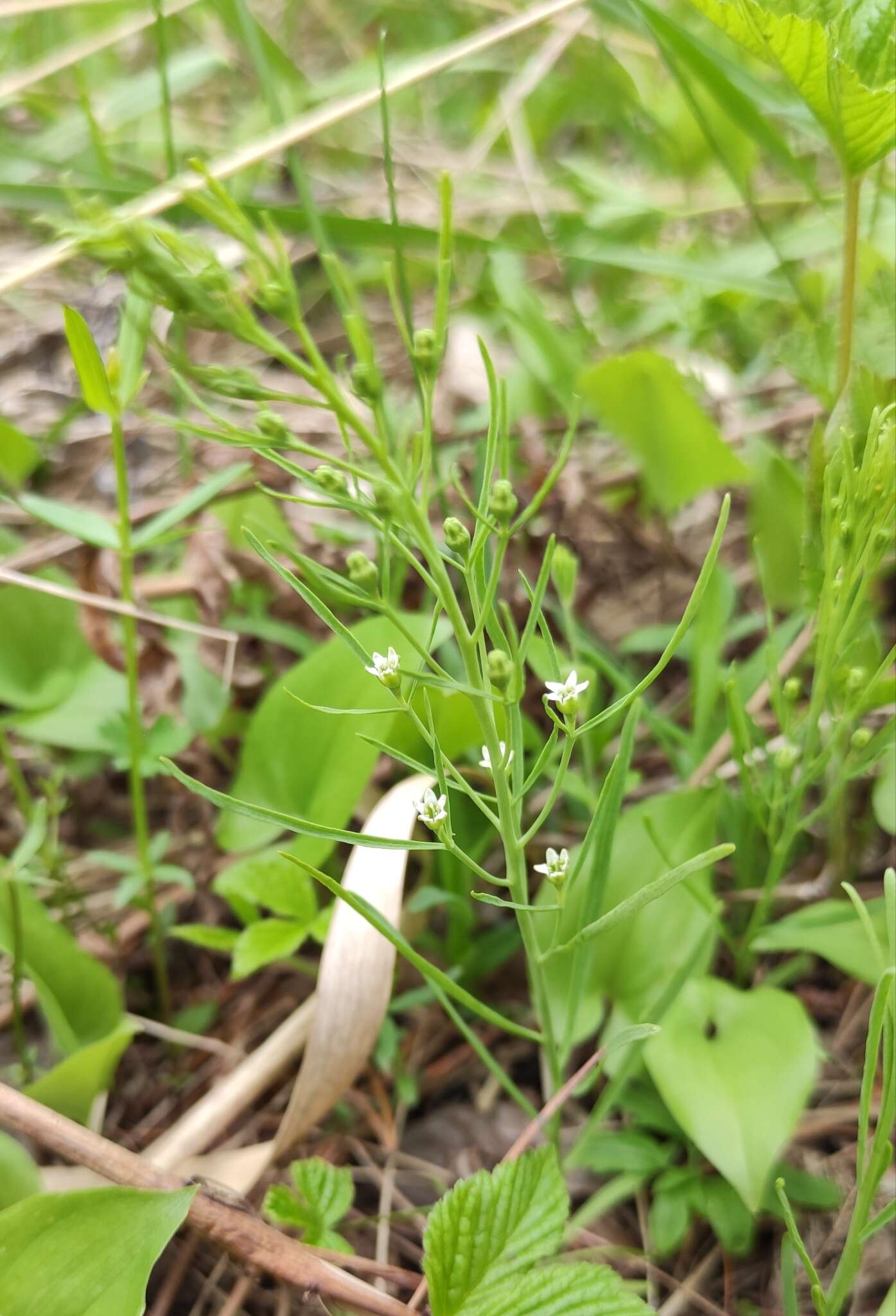 Image of Thesium repens Ledeb.