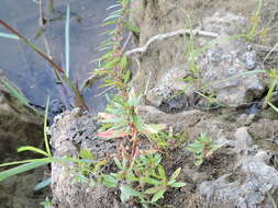 Image of lowland rotala