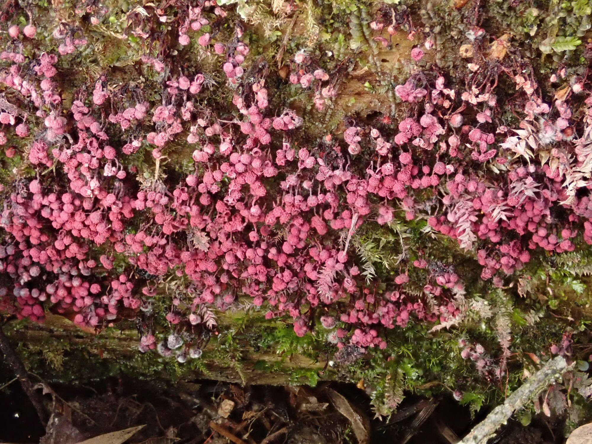 صورة Cribraria purpurea Schrad. 1797