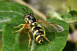 Image de Chrysotoxum elegans Loew 1841