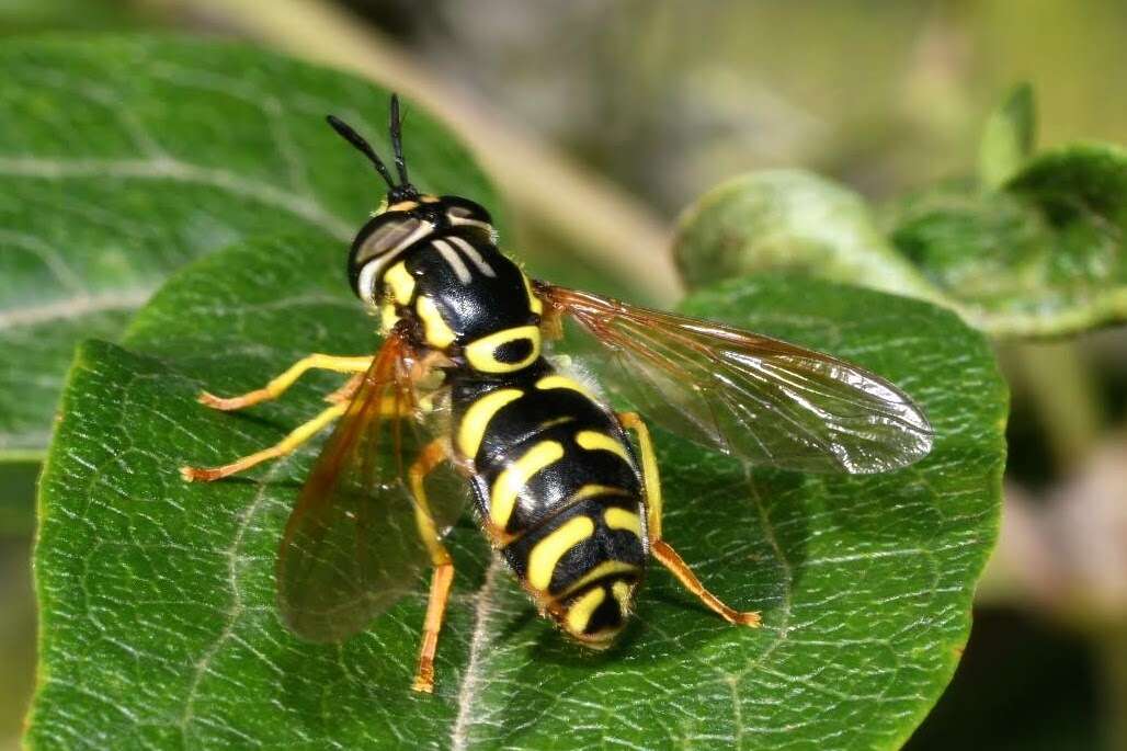 Image de Chrysotoxum elegans Loew 1841