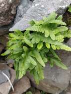 Image de Polypodium cambricum subsp. macaronesicum (Bobrov) Fraser-Jenkins