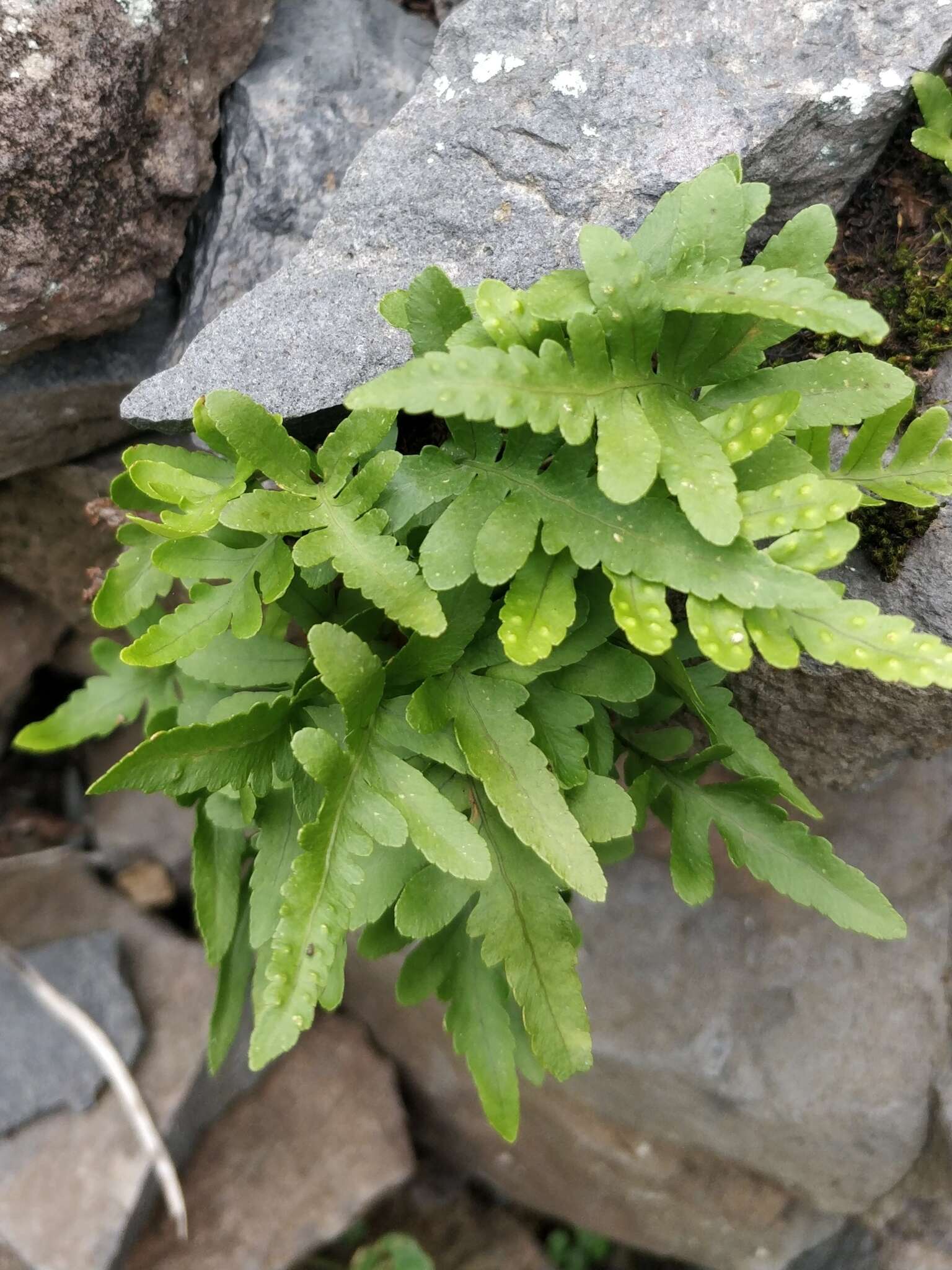 Polypodium cambricum subsp. macaronesicum (Bobrov) Fraser-Jenkins的圖片