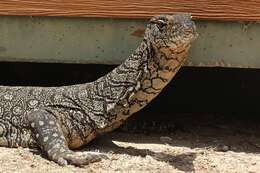 Image of Perentie