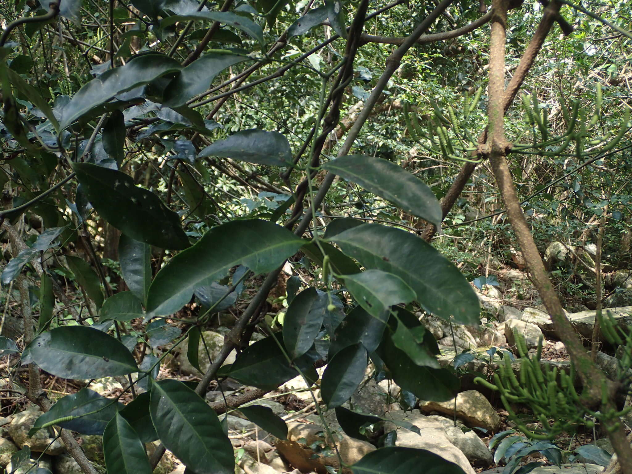 Image of Gnetum luofuense C. Y. Cheng