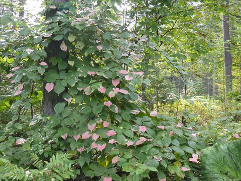 Image of <i>Actinidia kolomikta</i> (Maxim. & Rupr.) Maxim.