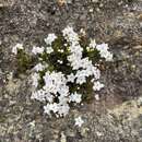 Image of Epacris muelleri Sonder