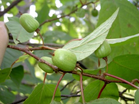 Image of <i>Actinidia kolomikta</i> (Maxim. & Rupr.) Maxim.