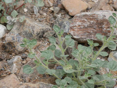 Image of Cleome austroarabica D. F. Chamberlain & J. Lamond