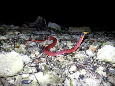 Image of Redback Coffee Snake