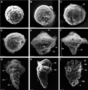 Image of <i>Pomatoceros lamarcki</i>