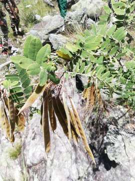 Слика од <i>Pyranthus ambatoanus</i>