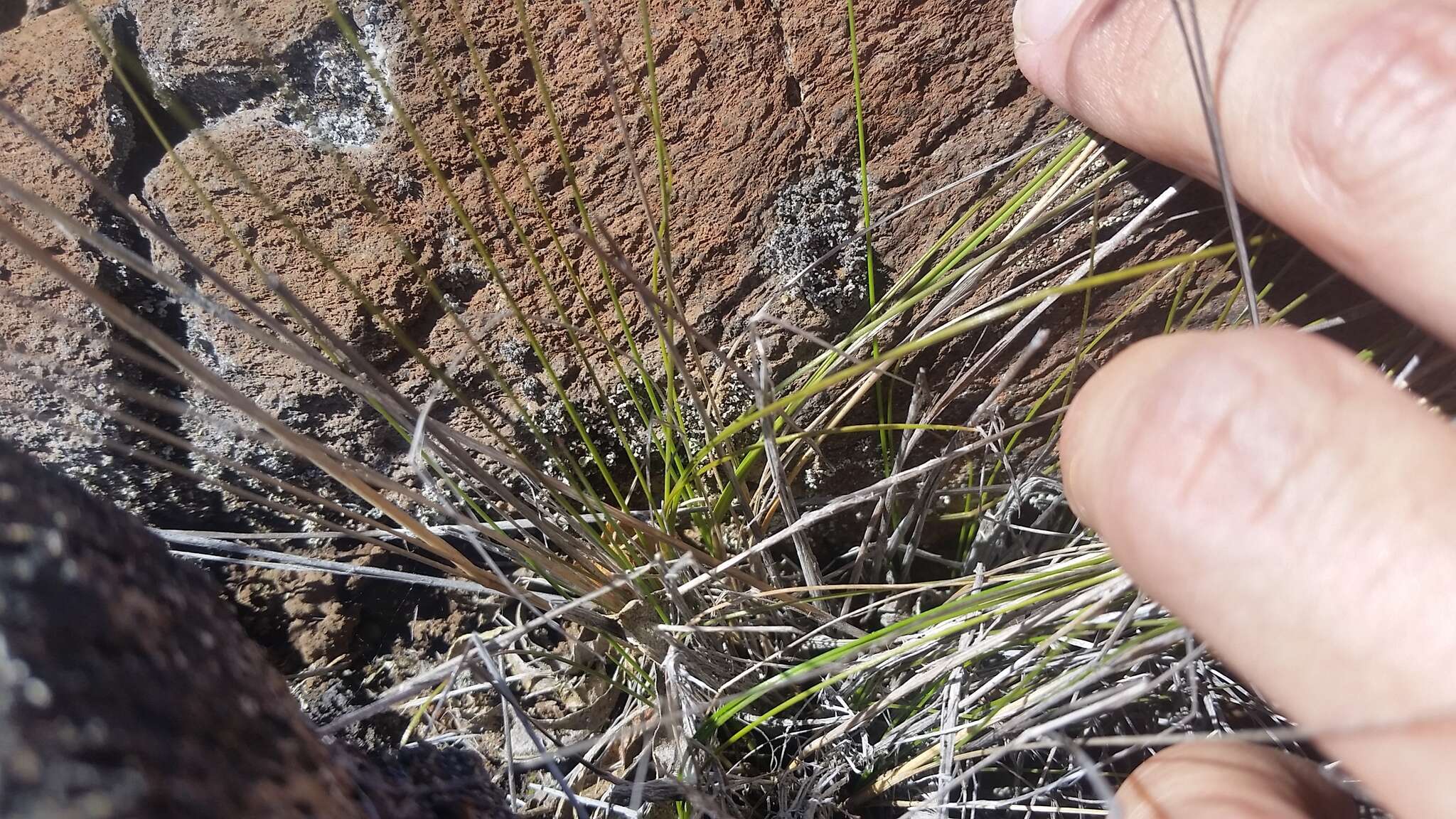 Image of Hawaii Bent