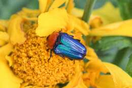 Sivun Leucocelis amethystina (MacLeay 1838) kuva