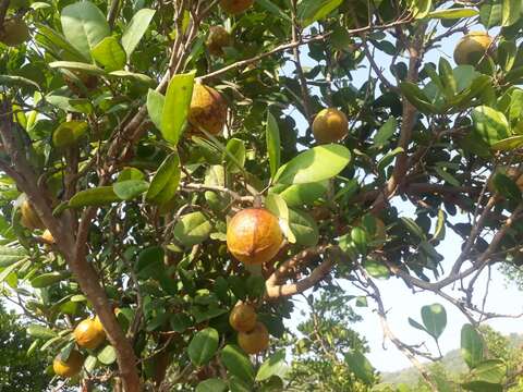 Image of Dhundal tree