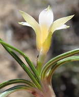 Image of Romulea flava var. viridiflora (Bég.) M. P. de Vos