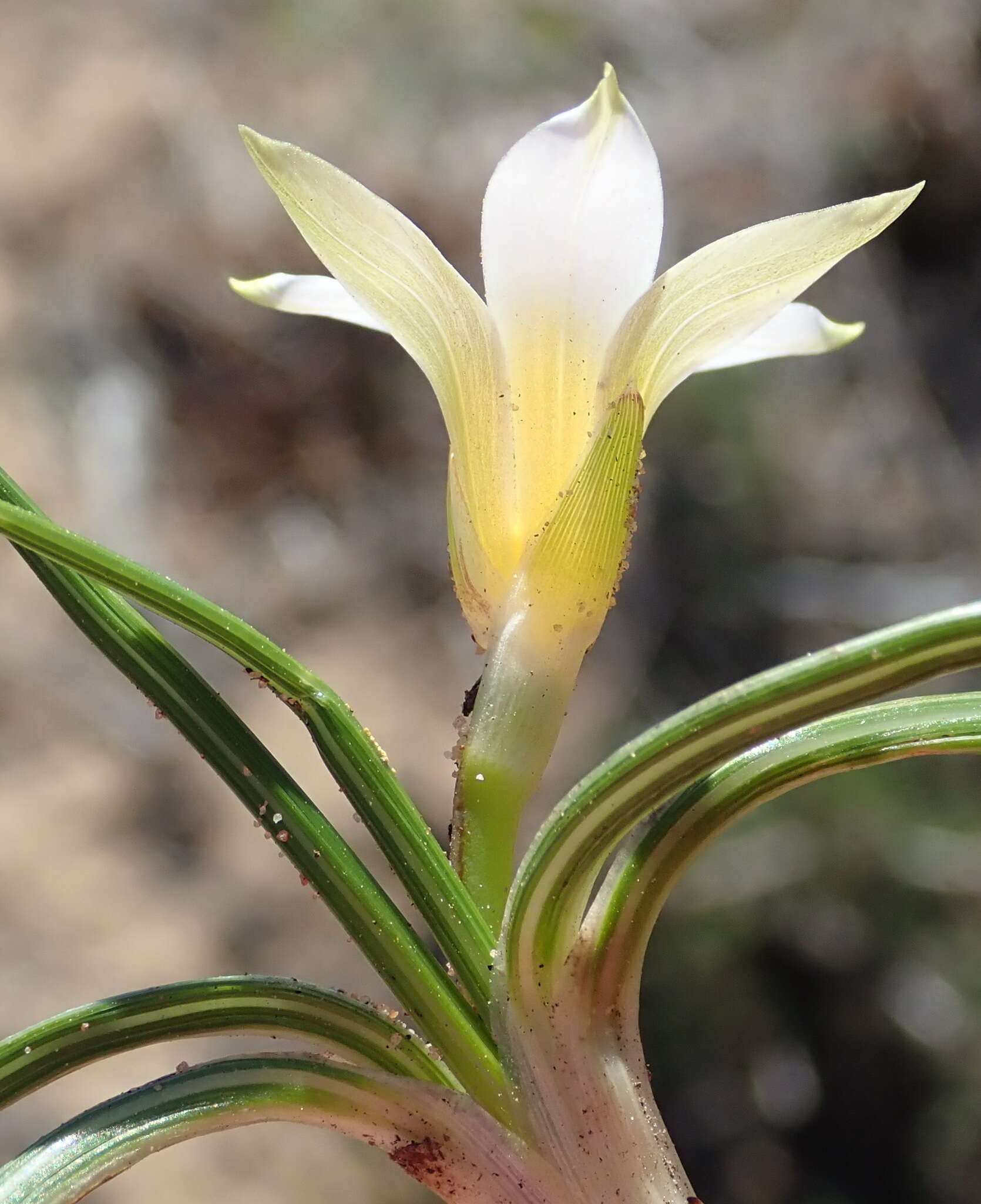 Image of Romulea flava var. viridiflora (Bég.) M. P. de Vos