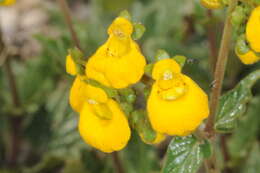 Image of Calceolaria germainii Witasek