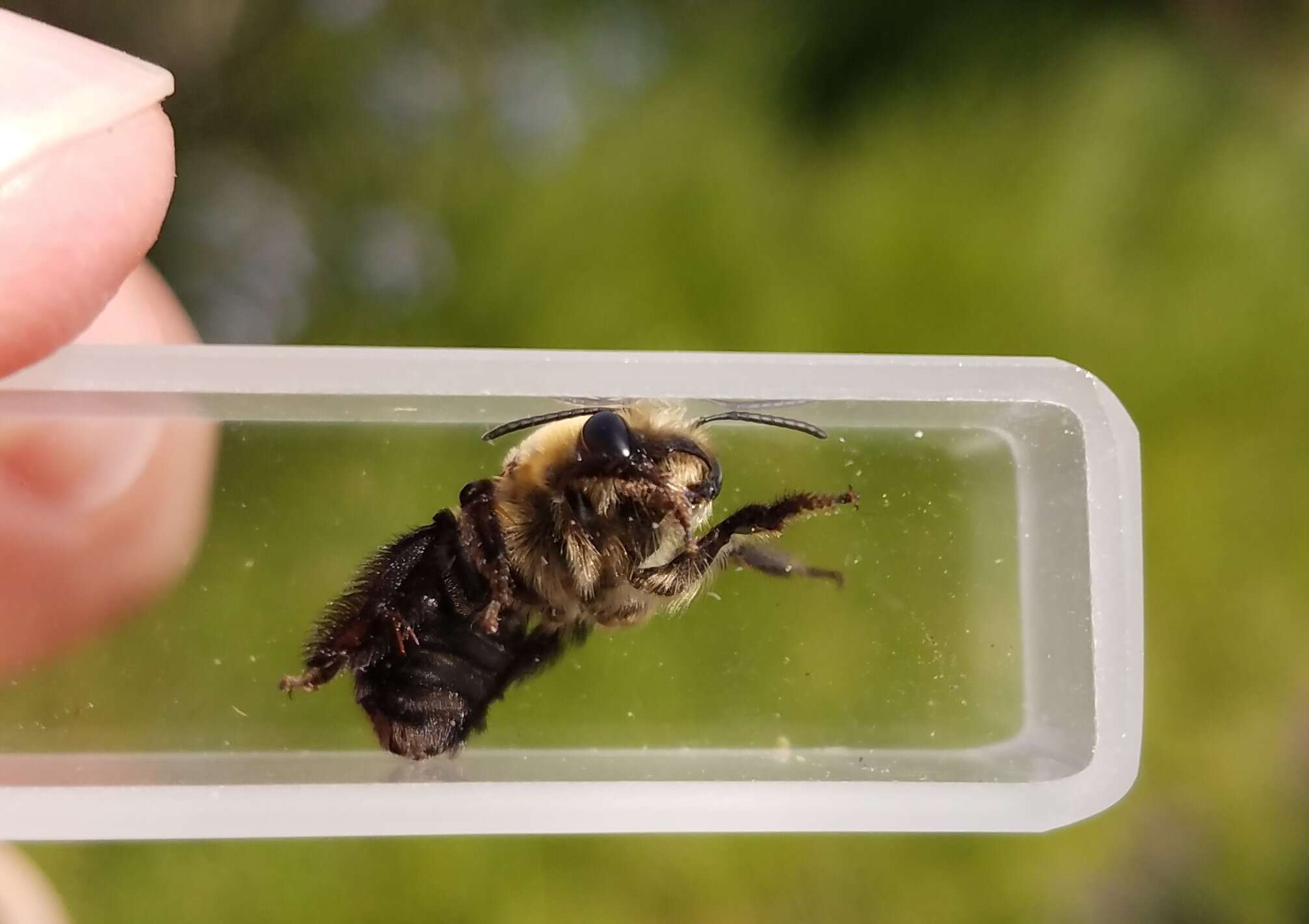 Image of Eucera frater albopilosa (Fowler 1899)