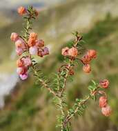 Imagem de Erica carduifolia Salisb.