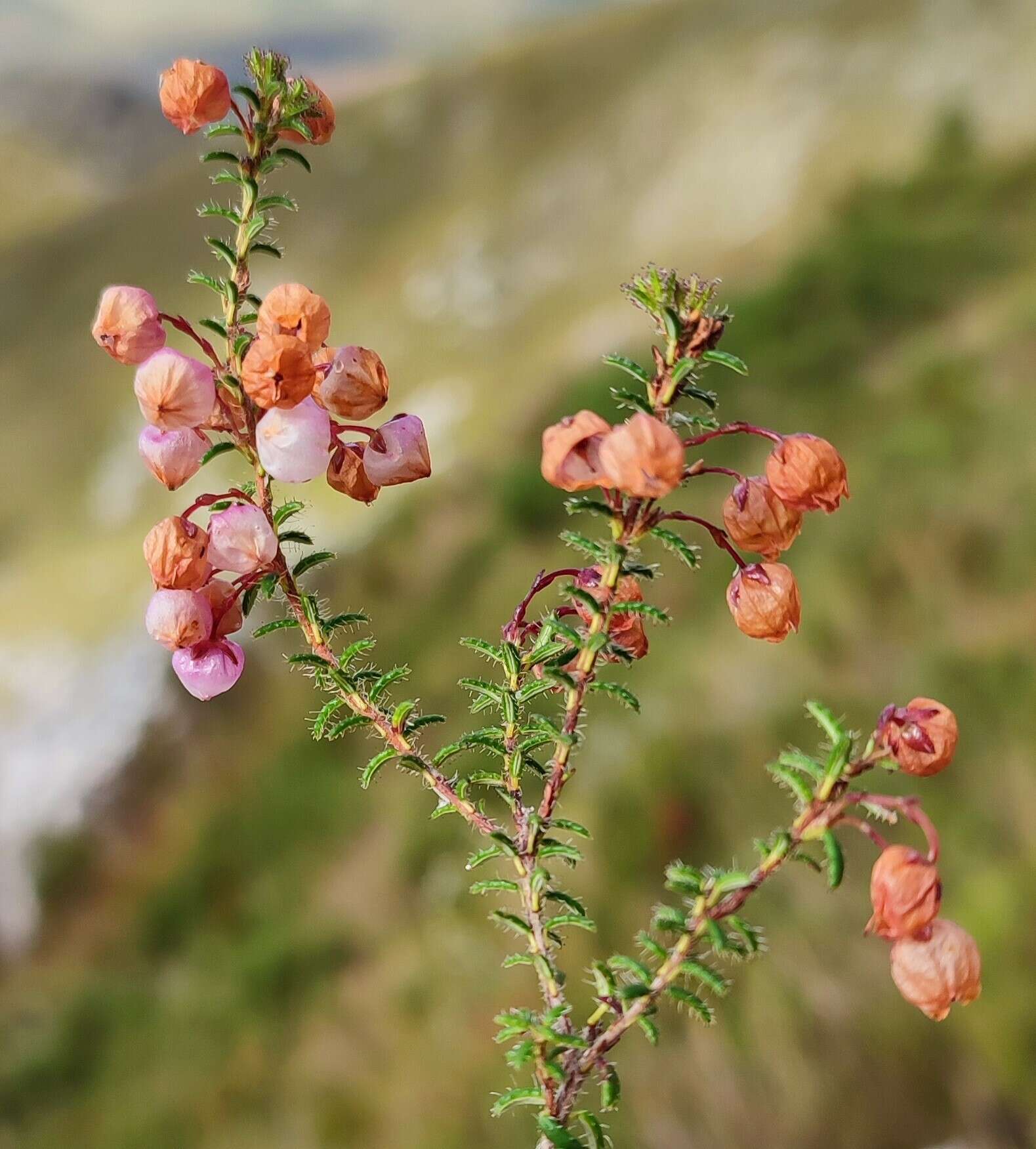 Imagem de Erica carduifolia Salisb.