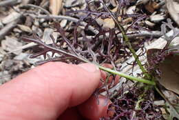 Image of Chinese mustard