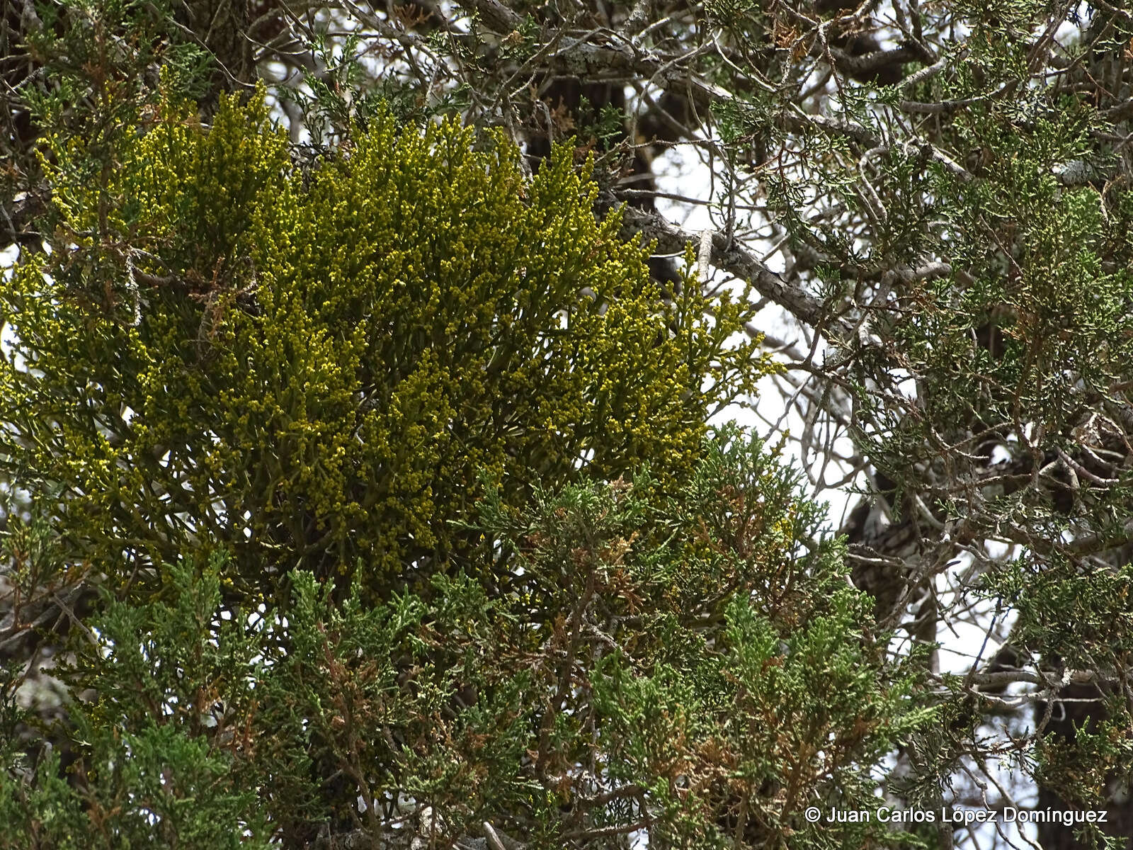 Слика од Phoradendron minutifolium Urb.