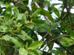 Image of mangrove