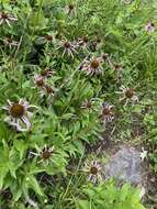 Imagem de Echinacea laevigata (C. L. Boynt. & Beadle) Blake