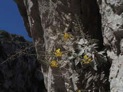 Image of Verbascum arcturus L.