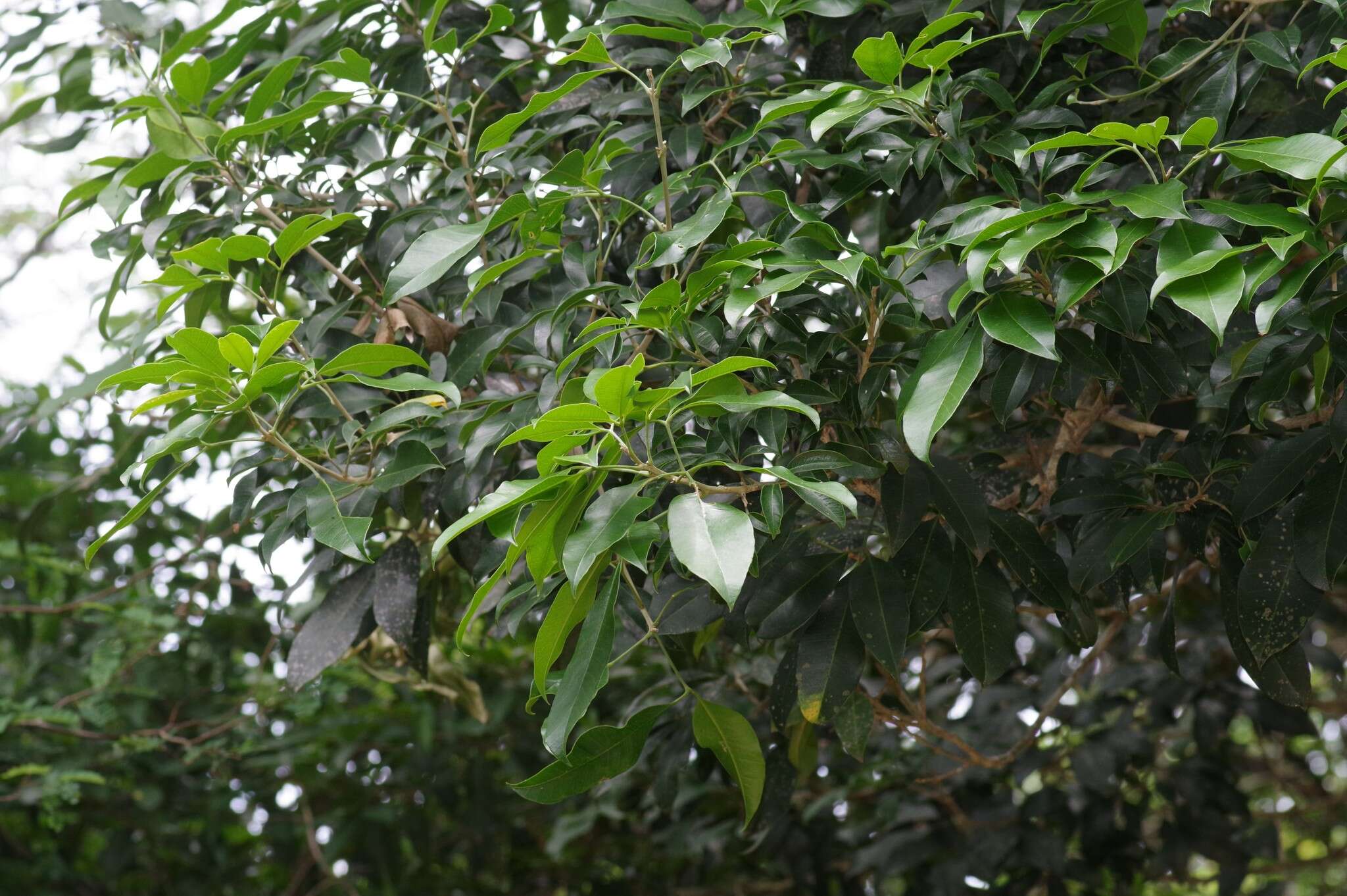 Image of Twin-berry tree