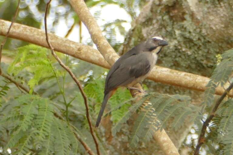 Image of Grayish Saltator