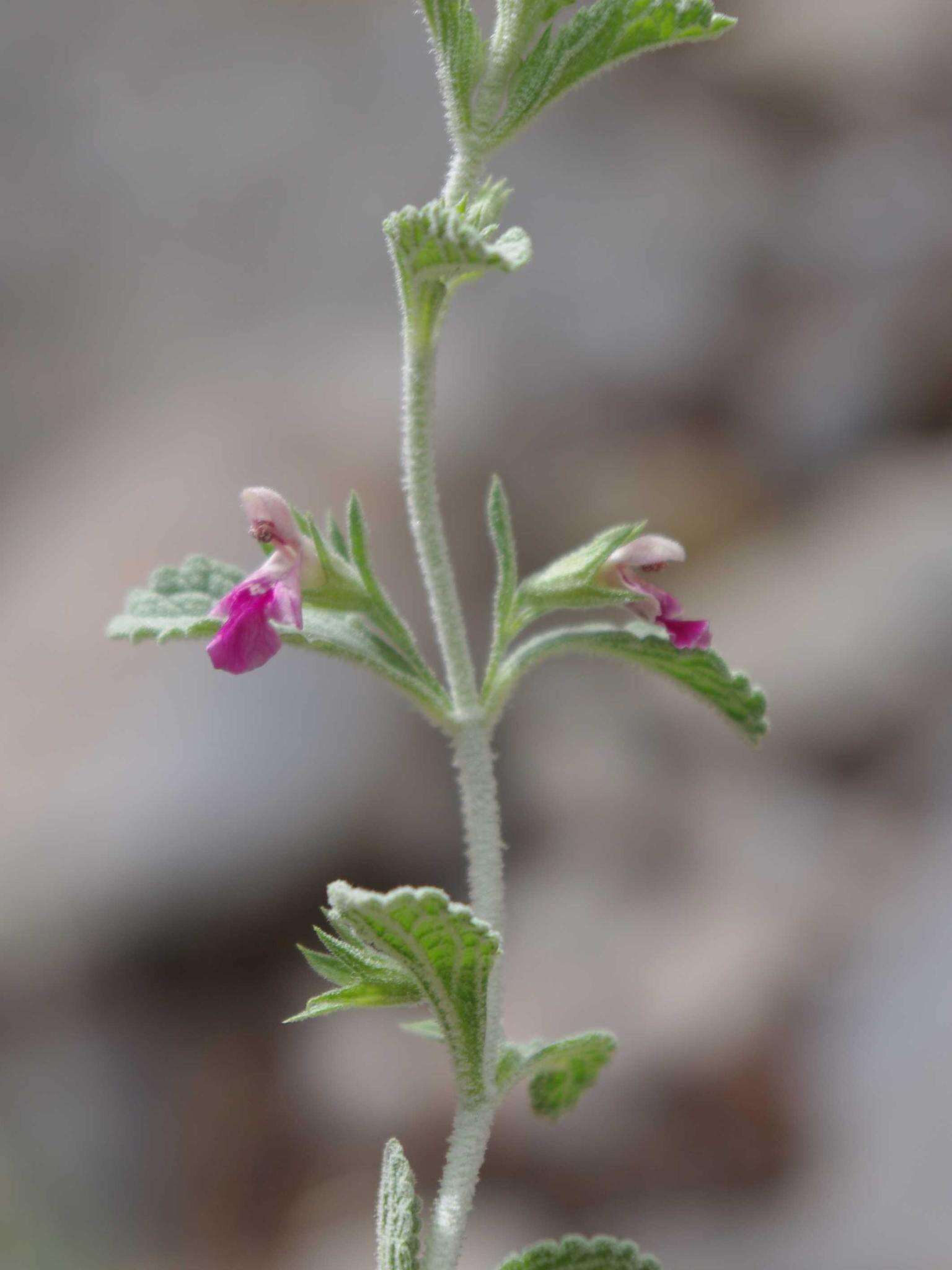 Image of Stachys dinteri Launert