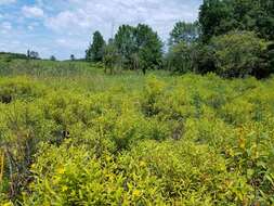 Image of shrubby St. Johnswort